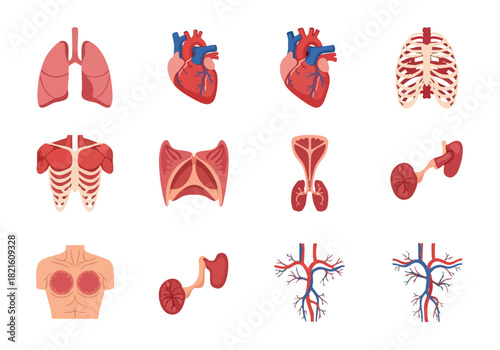 Human Anatomy Detailed Organ Illustrations for Medical Use
