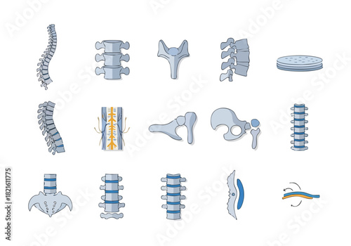Human spine anatomy and skeletal system health, illustrated vector design
