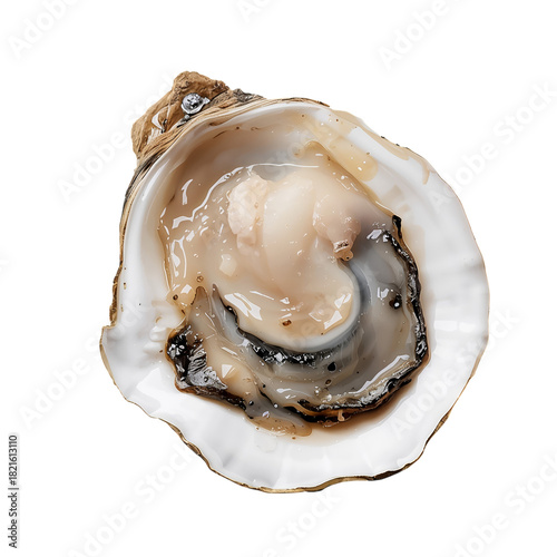 Fresh Oyster Served on a White Shell Ready for Tasting at a Seafood Market