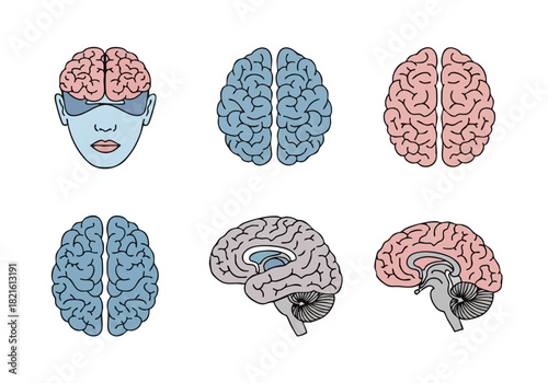 Anatomical Brain Study Detailed Scientific Vector Illustration Set