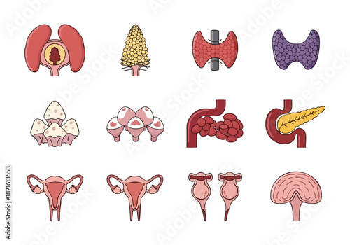 Collection of Human Endocrine System Organs and Glands Illustration