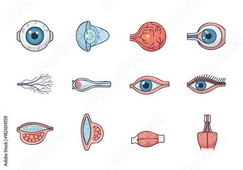 Anatomical Eye Structures Visual Guide to Ocular Anatomy