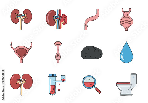 Kidney Health and Urinary System Anatomy Visual Icons of Organs, Tests, and Hygiene