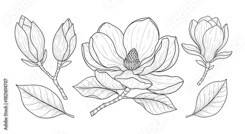 Line art illustration of various magnolia blossoms and leaves on a white background.