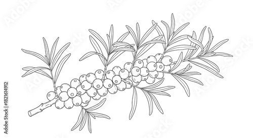 Line drawing of a branch with sea buckthorn berries and leaves on a white background.