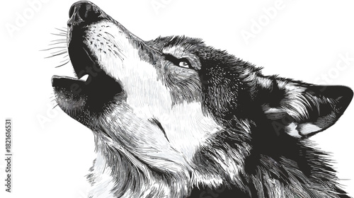 Striking Black and White Illustration of a Howling Wolf, Detailed Monochrome Wildlife Art on White Background, Wild Canine Portrait