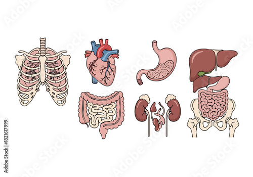 Human Anatomy Organs Set Illustration for Medical or Education