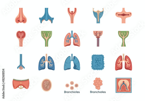 Detailed Medical Vector Illustration of Human Spinal Column and Anatomy