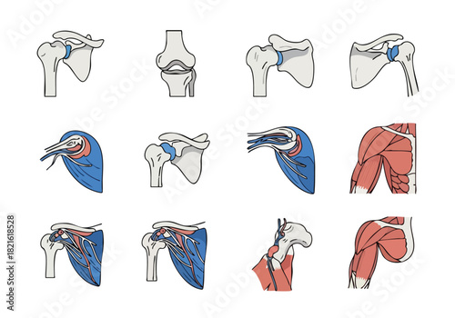 Anatomical Shoulder and Knee Joint Illustrations Demonstrating Structure and Movement