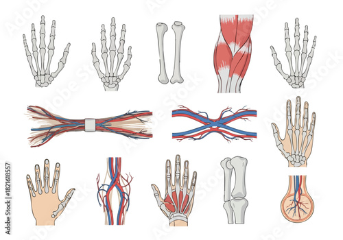 Anatomy of the Human Hand Bones, Muscles, and Blood Vessels