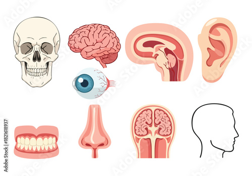 Anatomical Chart Essential Human Body Parts Illustrated for Education