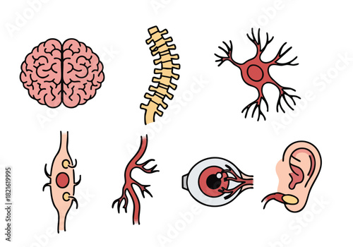 Human Anatomy Illustration Brain, Spine, Nerves, and Sensory Organs