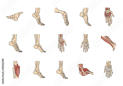 Medical Icons of Human Organs