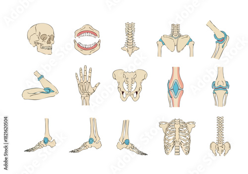 Anatomical Illustrations of the Human Skeletal System Depicting Bones and Joints for Educational and Medical Purposes