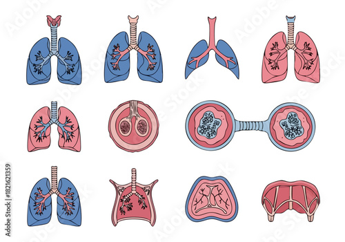 Anatomical Lungs Illustration Set Depicting Respiratory Health and Disease