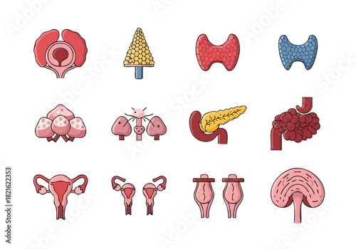 Endocrine System Organs A Comprehensive Guide