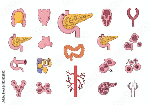 Anatomical Heart Illustrations Medical Graphics & Cardiovascular System Concepts