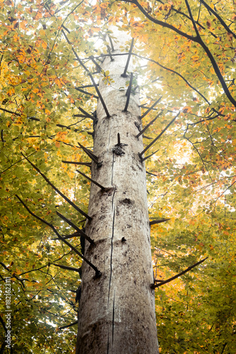A dead tree trunk covered in sharp, jagged broken branches stands tall amidst vibrant autumn foliage.