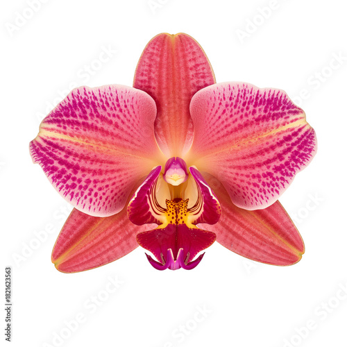 Beautiful Pink Orchid With Striking Patterns in Full Bloom Found in Tropical ...