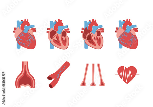Anatomy of the Heart A Detailed Vector Illustration