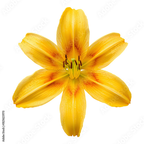Bright Yellow Lily Blooms in Full Sunlight Showcasing Vibrant Petals and Stri...