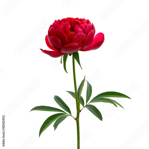 Beautiful Red Peony Bloom With Green Leaves on a White Background
