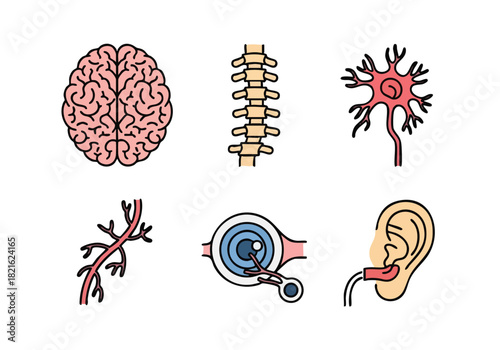 Human Urinary System Organs and Components Illustrated
