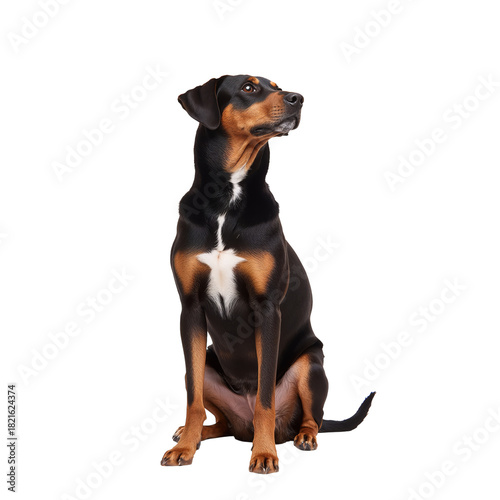 Friendly Dog Sitting Calmly With a Curious Expression Indoors During Daylight...