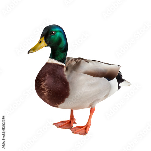 Colorful Mallard Duck Standing on a White Background, Showcasing Its Vibrant ...