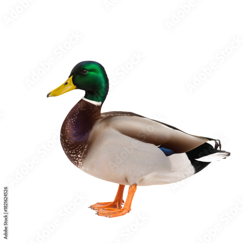Colorful Mallard Duck Standing on a White Background, Showcasing Its Vibrant ...