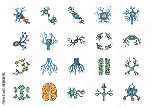 Anatomy of the Cardiovascular System Heart, Blood Vessels, and Blood Cells
