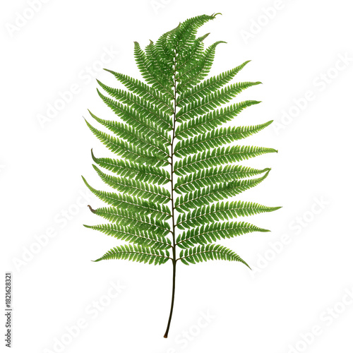Green Fern Leaf Showcasing Intricate Natural Patterns and Textures Found in a...