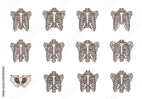 Variations in Human Rib Cage Anatomy A Comparative Study