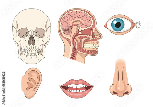 Human Anatomy Detailed Illustration of Skull, Brain, Eye, Ear, Mouth, and Nose