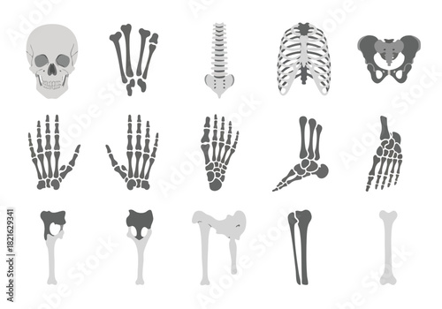 Human Skeleton Anatomy Set Skull, Bones, Rib Cage, Hand, Foot and Knee