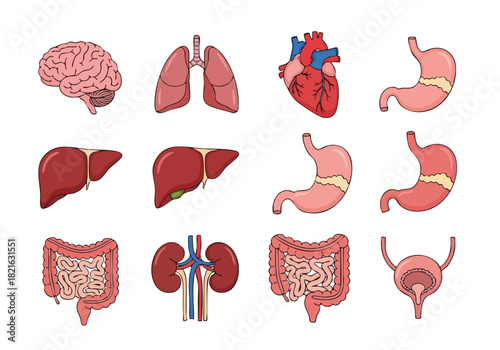 Anatomical Illustrations of Human Internal Organs for Medical Education