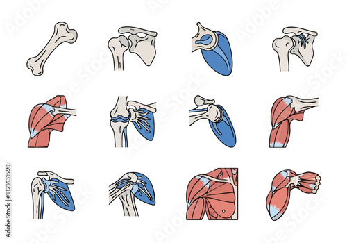 Anatomy of the Human Shoulder Detailed Medical Illustrations of Bones, Muscles, and Joint Structures