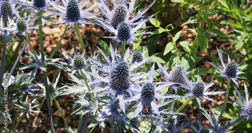 Sea holly or eryngium bourgatii 'Picos blue', plant with beautiful texture of luminous floweheads with spiny deep blue spikey bracts on branched stems attracting insect and bees