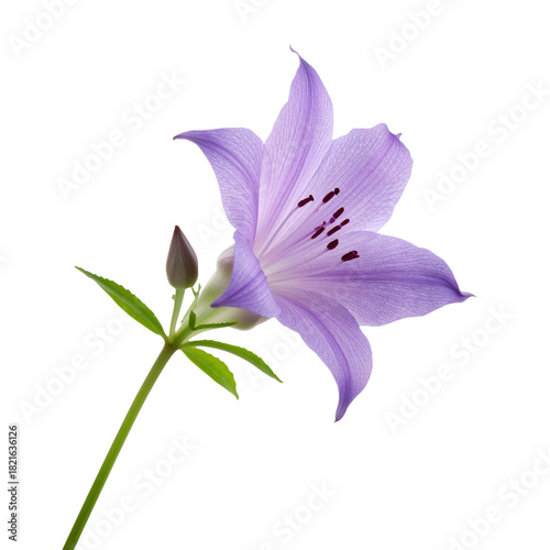 Beautiful Purple Flower Blooming With Green Leaves in a Bright Light Setting