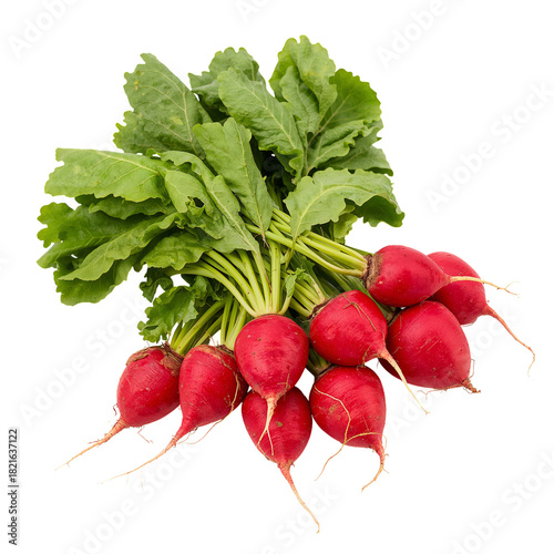 Freshly Harvested Red Radishes With Green Leaves From a Garden