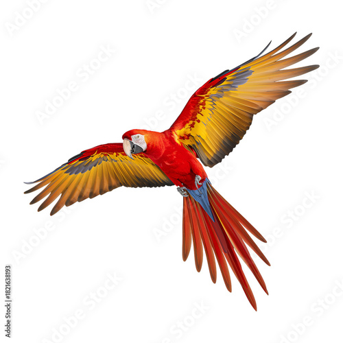 Colorful Macaw With Vibrant Feathers in Mid-Flight Against a Bright Background