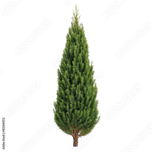 Tall Evergreen Tree Stands Alone in a Garden Setting During Sunny Daylight