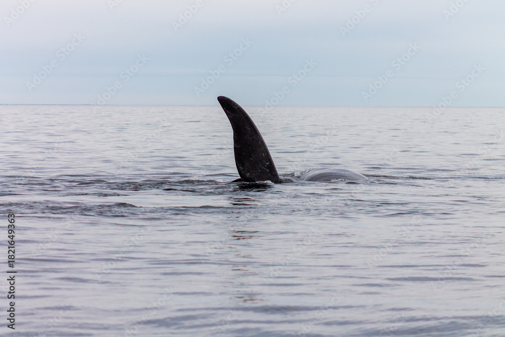 Fototapeta premium Pectoral fin of Southern Right Whale surfacing in Patagonia ocean
