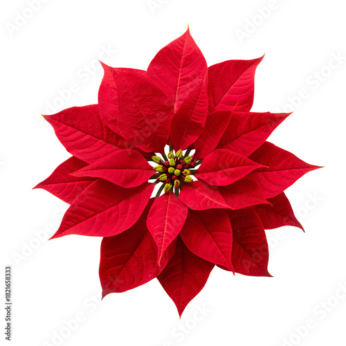 Bright Red Poinsettia Flower With Vibrant Green Leaves in Bloom During Festiv...