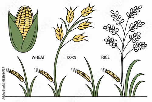 Illustration of Wheat Corn and Rice Plants with Labels grain cereal