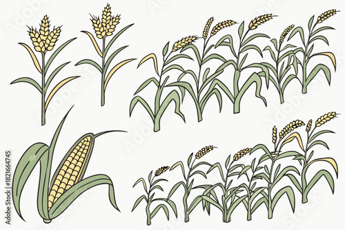 Collection of Wheat Corn and Rice Plants in Various Stages grain cereal