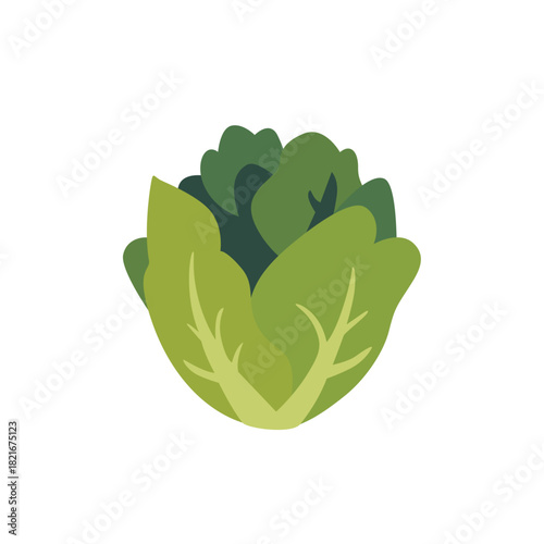 Fresh green romaine lettuce salad leaves, isolated flat style vector illustration