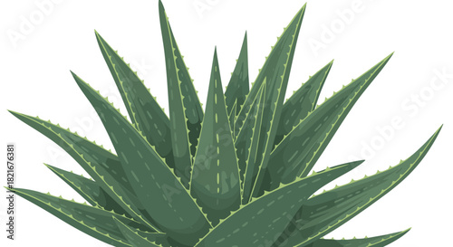 Close-up illustration of a vibrant green aloe vera plant with spiky leaves.