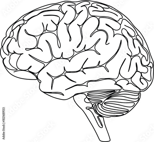 Detailed black outline vector illustration of a human brain showing the cerebrum and cerebellum, symbolizing intelligence, anatomy, neurology, thinking, and mental health concepts.