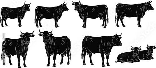 Set of black silhouette vector illustrations showing various breeds and poses of cattle, cows, and bulls, standing and resting, isolated for farming and livestock design.